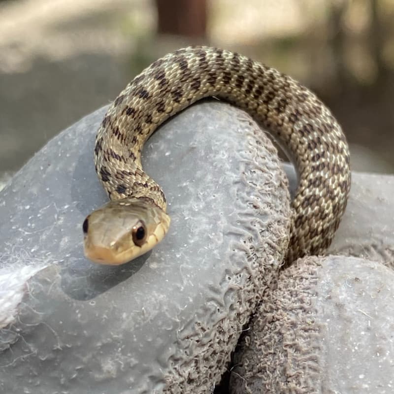 A snake wrapped around a stone