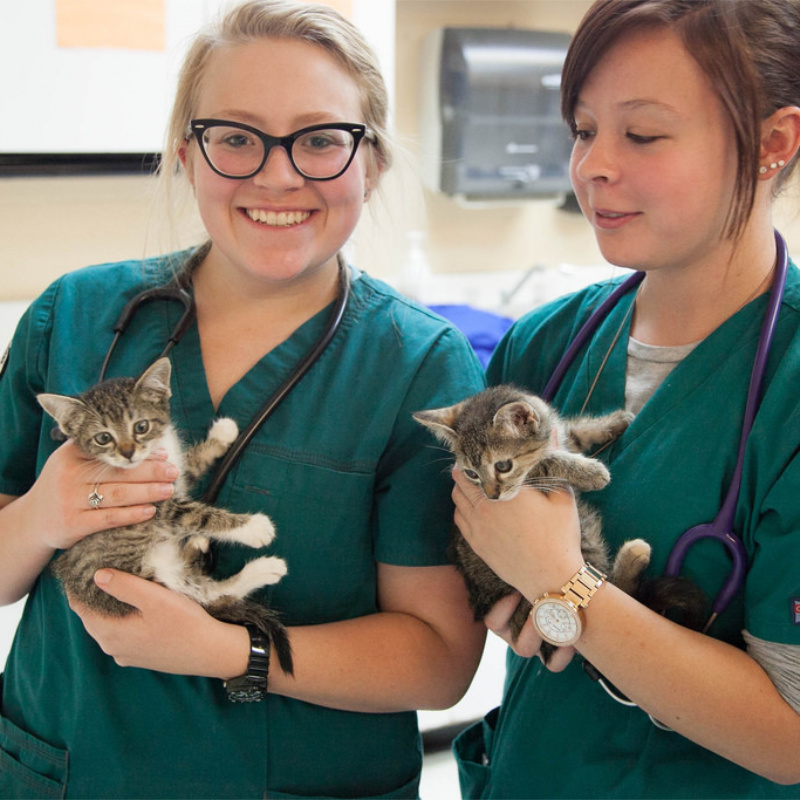 Two vets each holding a kitten
